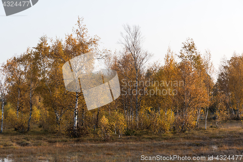 Image of Sparkling golden birch trees