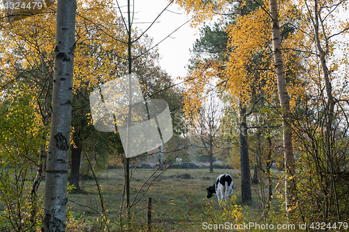 Image of Grazing cow in a fall season colored landscape