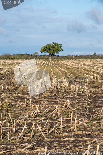 Image of Lone tree in a harvested corn field