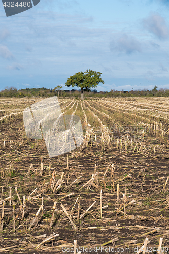 Image of Lone tree in a harvested corn field