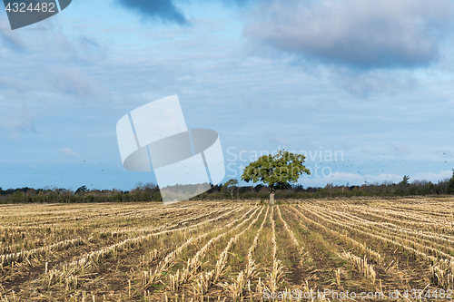 Image of Lone tree in a stubble field