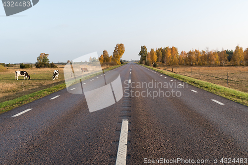 Image of Grazing cattle by roadside