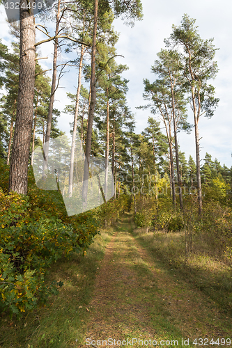 Image of Footpath in the forest by fall season