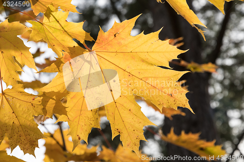 Image of One colorful maple leaf