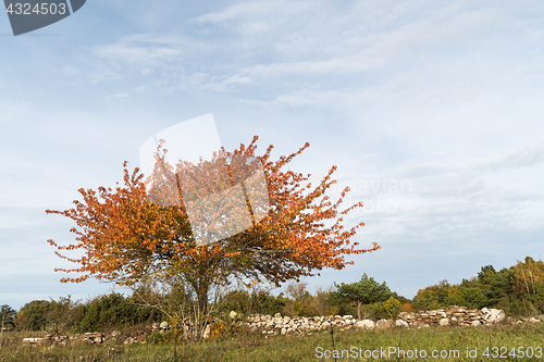 Image of Colorful lone tree by a stone wall