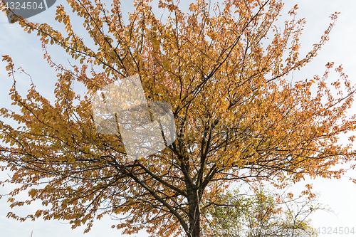 Image of Sparkling colorful tree