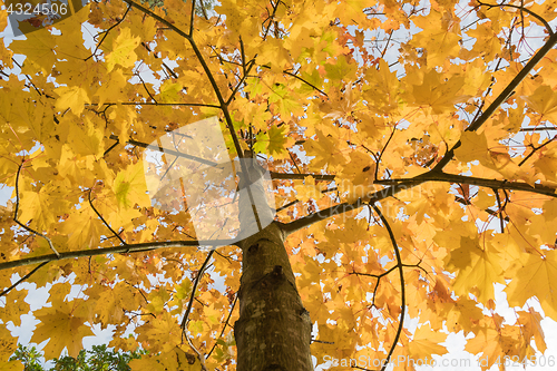 Image of Clorful maple tree