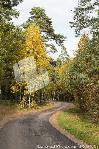 Image of Winding country road in a colorful forest