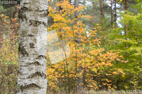 Image of Birch tree trunk in a colorful forest