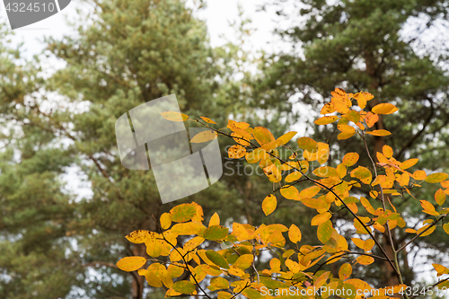 Image of Colorful leaves at fall season