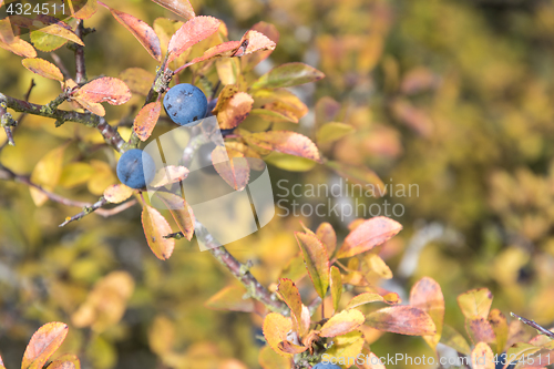 Image of Matured sloe berrry