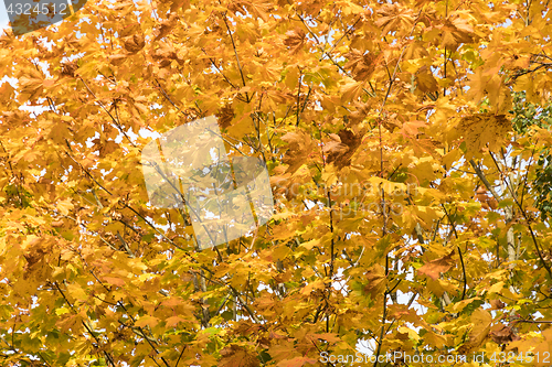 Image of Colorful maple leaves background