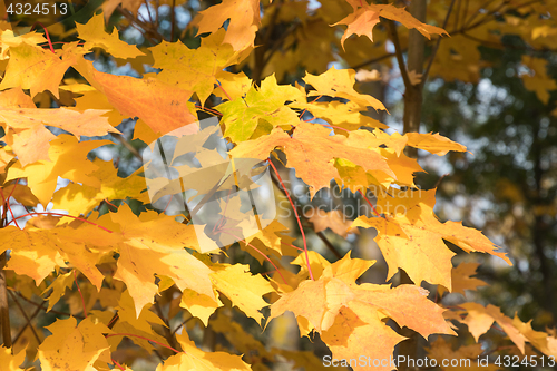 Image of Colorful maple leaves