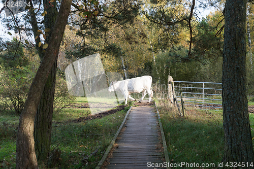 Image of Cow crossing a wooden footbridge