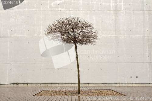 Image of Lonely tree on a rainy day