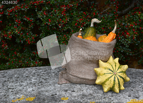 Image of Full sack of ornamental gourds, with Crown of Thorns squash