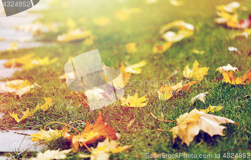 Image of fallen autumn maple leaves on green grass