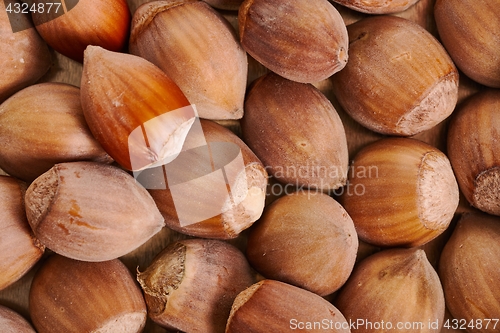 Image of Hazelnut in a pile