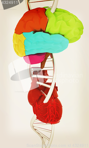 Image of DNA, brain and heart. 3d illustration. Vintage style.