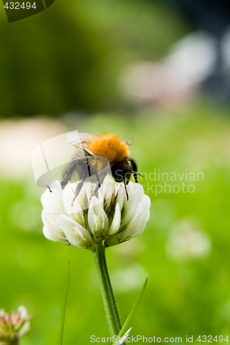 Image of Bumblebee at flower