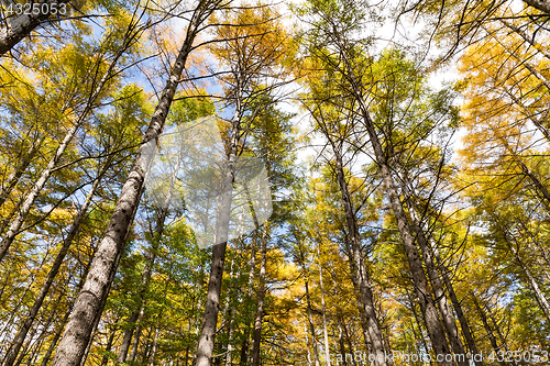 Image of Autumn forest