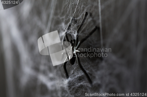 Image of halloween decoration of black toy spider on cobweb