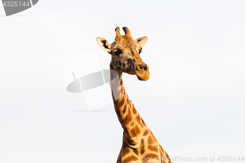 Image of giraffe in africa