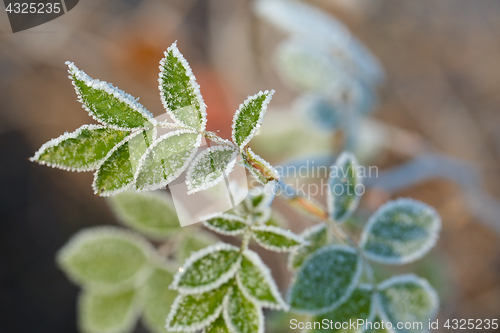 Image of Frozen leaves with frost