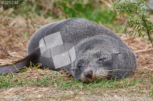 Image of Young fur seal