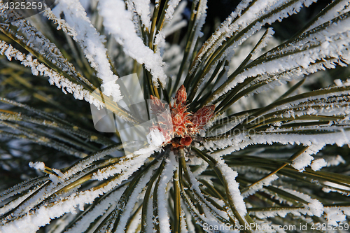 Image of part of fir tree at winter 