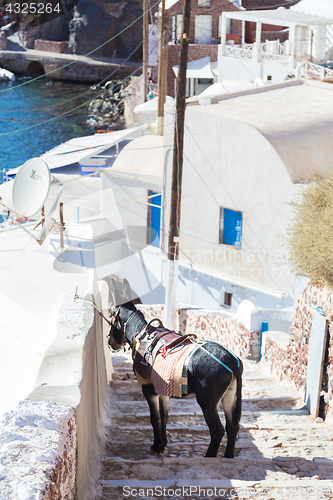 Image of Donkey that works as tourist taxis on the island of Santorini, Cyclades, Greece.