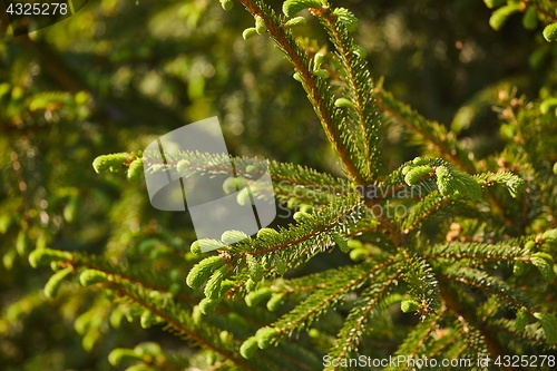 Image of Pine Tree Closeup