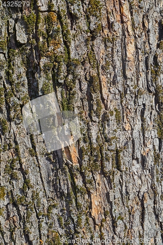 Image of Tree Trunk Closeup