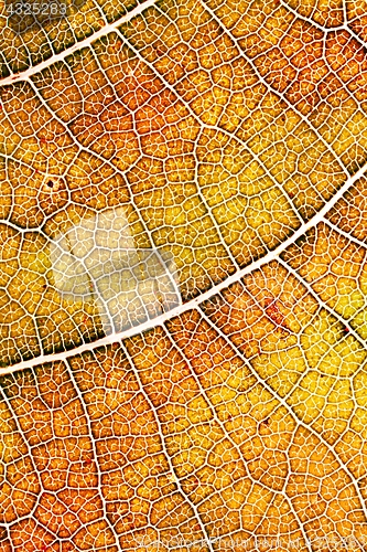 Image of Autumn leaf texture