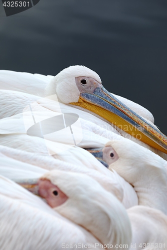 Image of Pelican head closeup