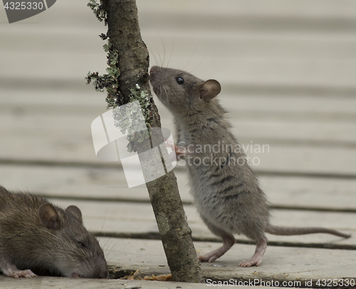 Image of Brown Rat