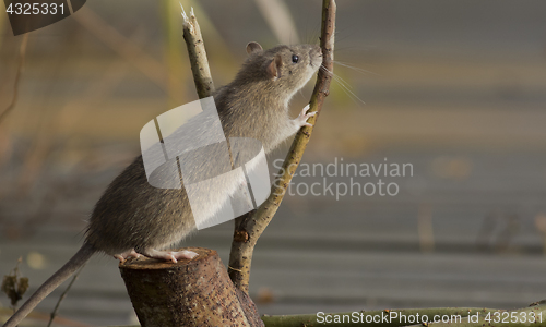 Image of Brown Rat