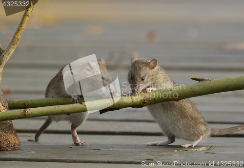 Image of Brown Rat