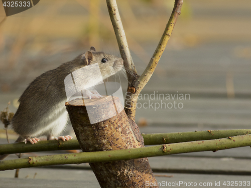 Image of Brown Rat