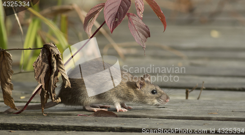 Image of Brown rat