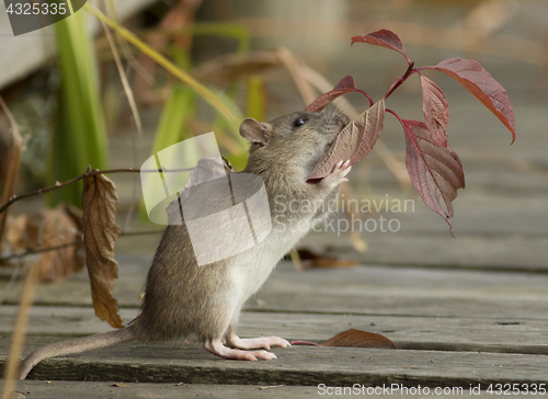 Image of Brown rat