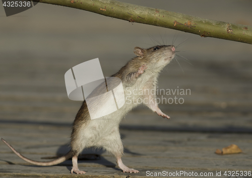 Image of Brown rat