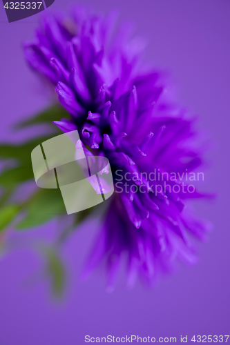 Image of Close-up image of the flower Aster on purple background
