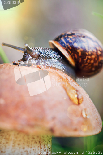 Image of Macro shot of leccinum with snail.