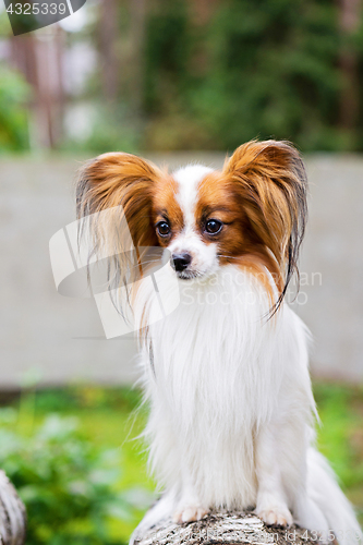 Image of Portrait of a papillon dog