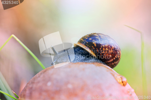 Image of Snail on the top of leccinum mushroom