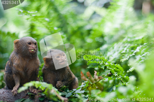 Image of Pair of pygmy monkeys