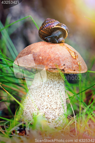 Image of Leccinum on grass with snail