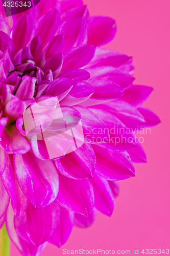 Image of Macro image of the flower dahlia on pink background