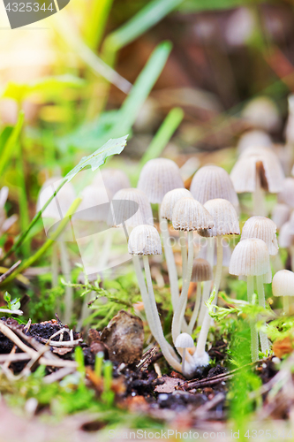 Image of Toxic mushrooms